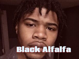 Black_Alfalfa