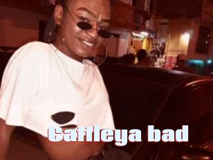 Cattleya_bad