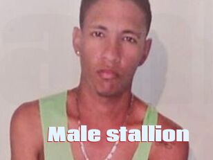 Male_stallion