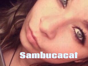 Sambucacat