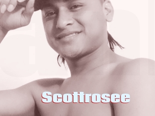 Scottrosee