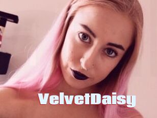 VelvetDaisy